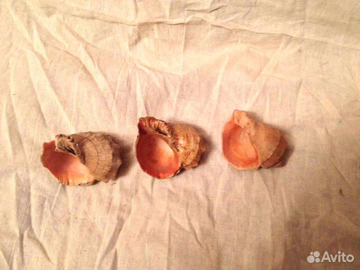 Морские раковины