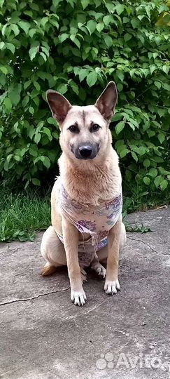 Собака в добрые руки отдам бесплатно