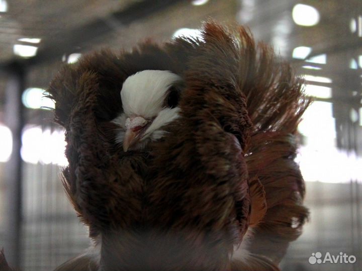 Продам голубей и других птиц