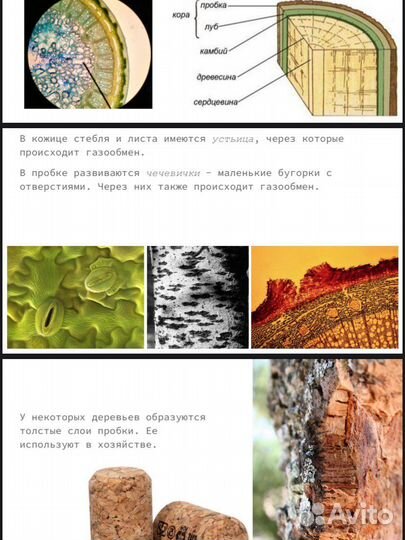Репетитор по био/помощь на экзамене по биологии