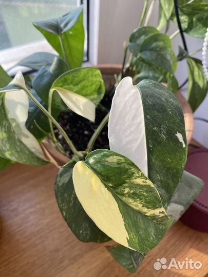 Монстера, сциндапсус, эпипремнум