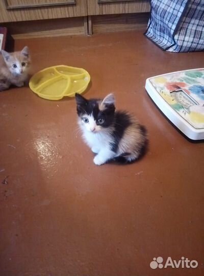 Домашние животные котята