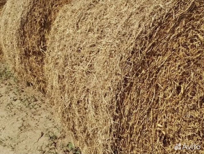 Солома гороховая