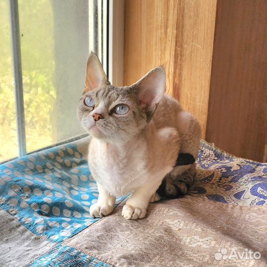 Девон-рекс, кот, 1год