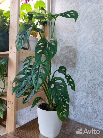 Монстера манки