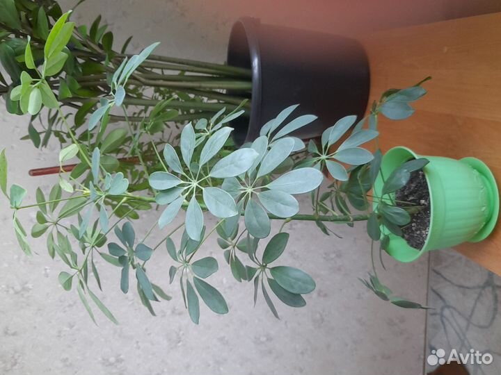 Комнатные цветы