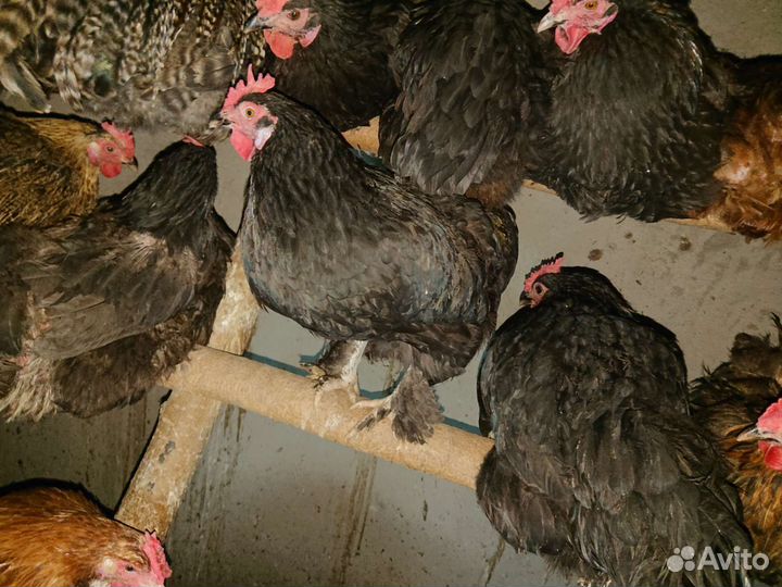 Цыпленок подрощенный