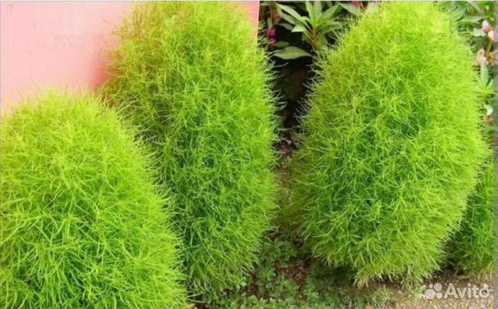 Многолетние садовые растения