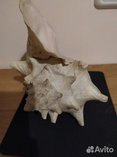 Большая раковина