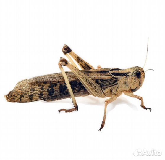 Сверчки,тараканы Зоофобус, мыши