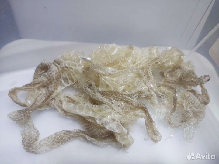 Кожа питона