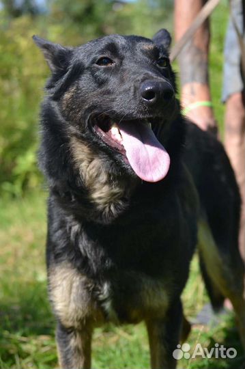 Метис овчарки в дар