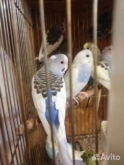 Попугаи волнистые от 1 месяца