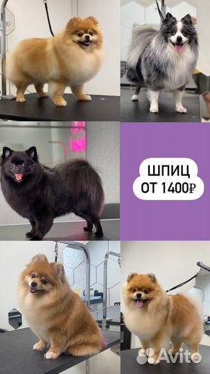 Груминг (стрижка, вычесывание, тримминг) собак