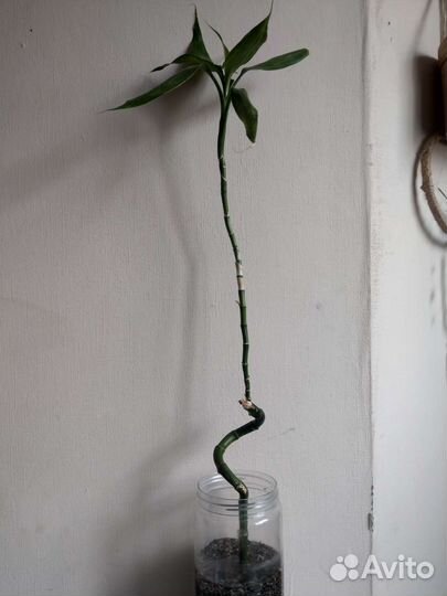 Драцена Сандера