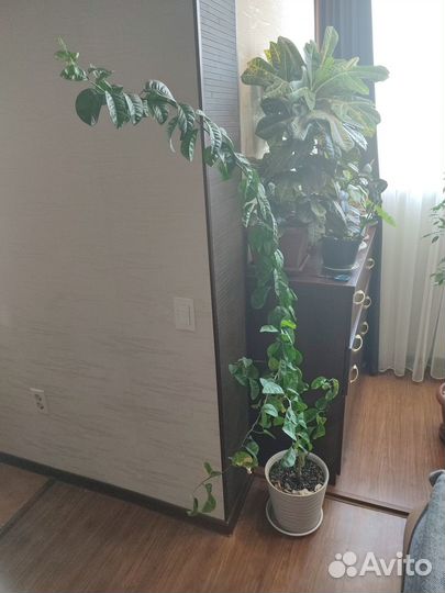 Саженцы мандарина