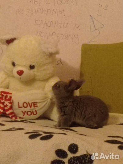 Кролики декоративные