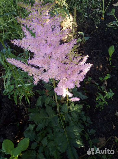 Многолетники (саженцы)