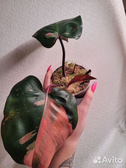 Филодендрон Pink Queen