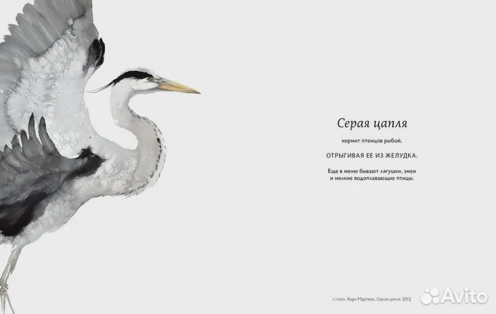 Такие разные птицы в произведениях искусства Уилсо