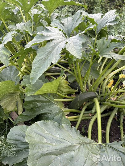 Кабачки домашние