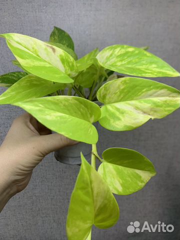 Эпипремнум Неон вариегатный купить в Полысаево | Товары для дома и дачи ...