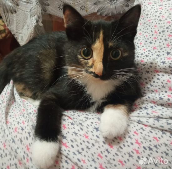 Кошки в добрые руки бесплатно