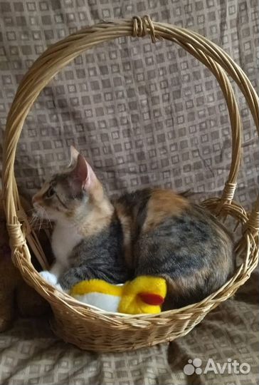 Крошечка-ховрошечка