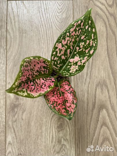 Аглаонема пинк далматин