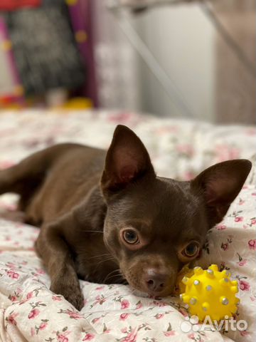 Кобель чихуахуа 2 г
