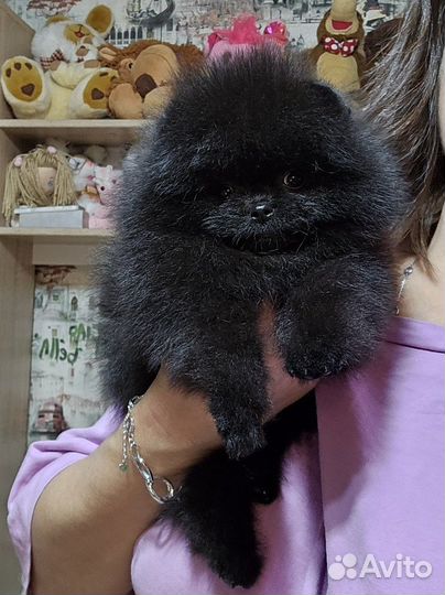 Чёрная жемчужина,мини девочка.Видео