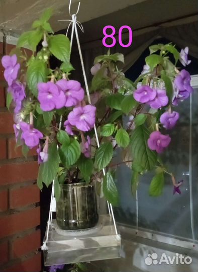 Ахименес ампельный