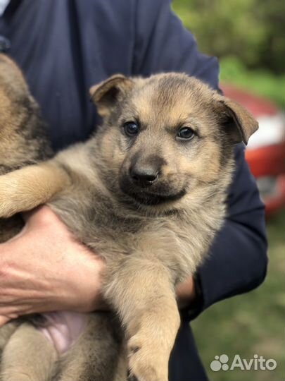 Щенки мальчики