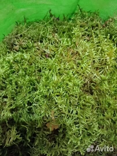 Мох сфагнум живой для растений