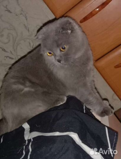 Шотландская кошка вязка
