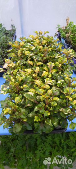 Альтернантера