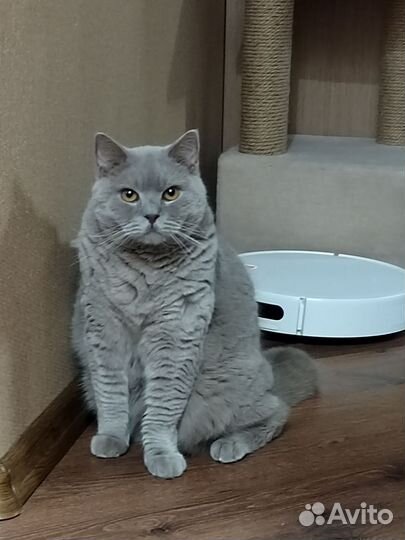 Кот Британец