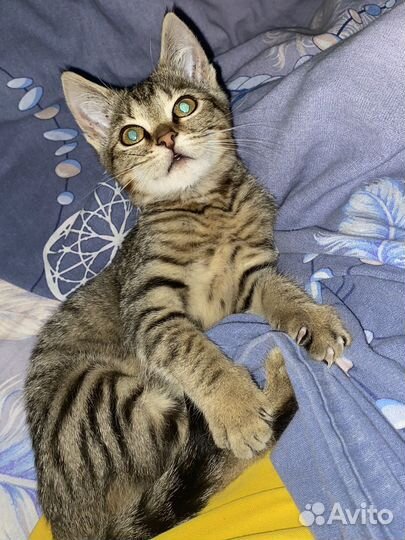 Кошка ищет дом