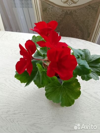 Пеларгония герань