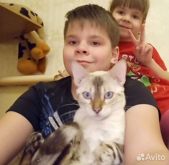 Бенгальские котята