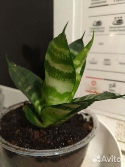 Драгоценная орхидея, Сансевиерия (сансевьера) Хана