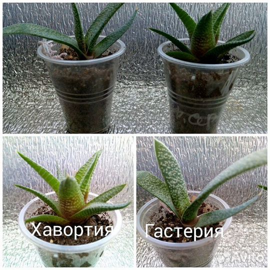 Цветы домашние комнатные