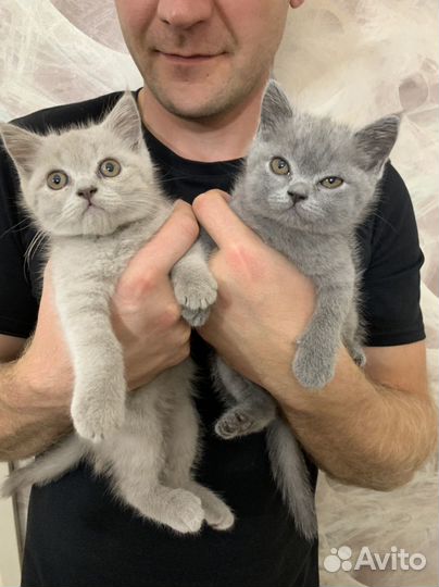 Шотландские прямоухие котята