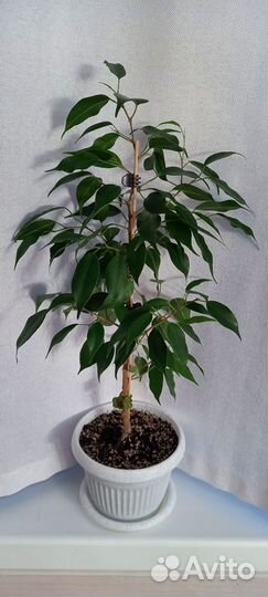 Сортовые фикусы