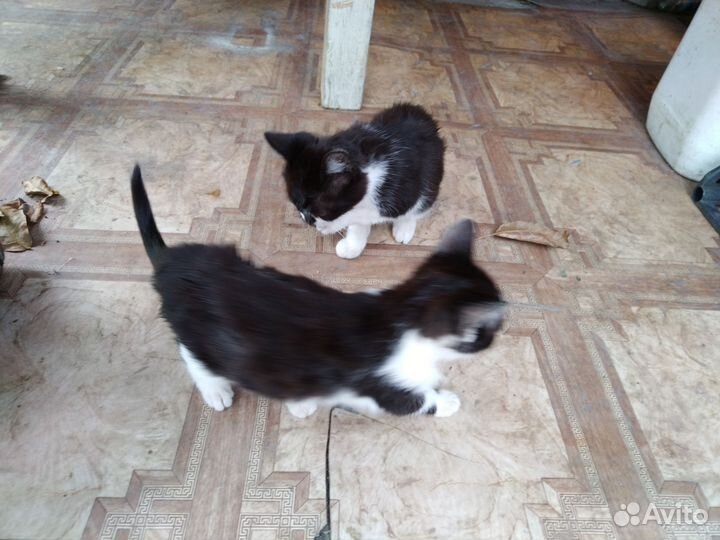 Коты мышеловы