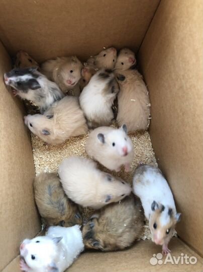 Сирийские джунгарские хомяки мышки