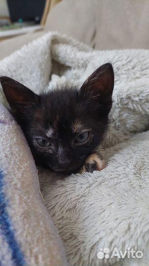 Отдам в добрые руки