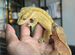 Реснитчатый бананоед