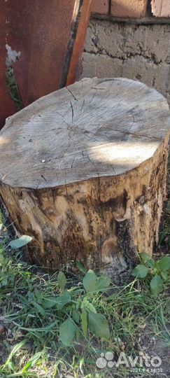 Чурки тополя