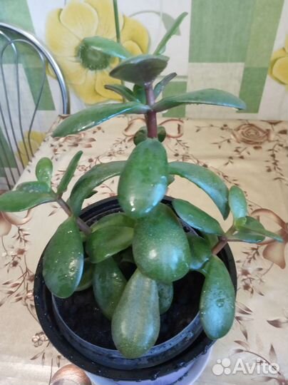 Толстянка, крассула, денежное дерево